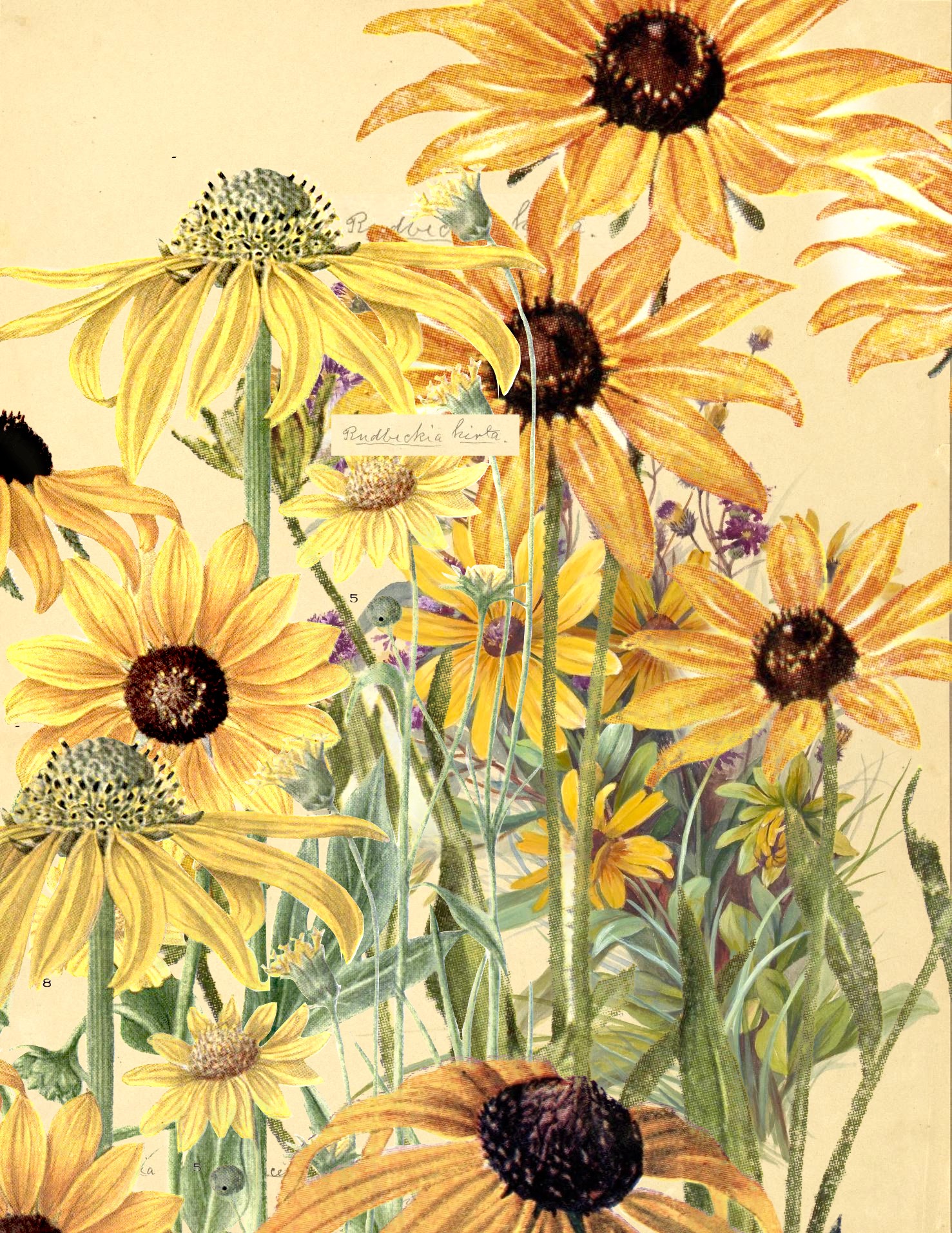 black eyed susan collage