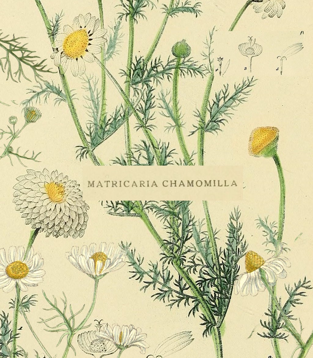 chamomile collage