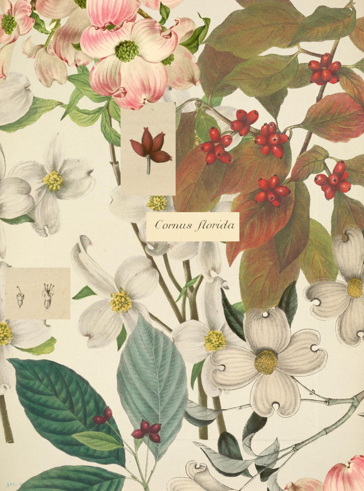 dogwood tree collage