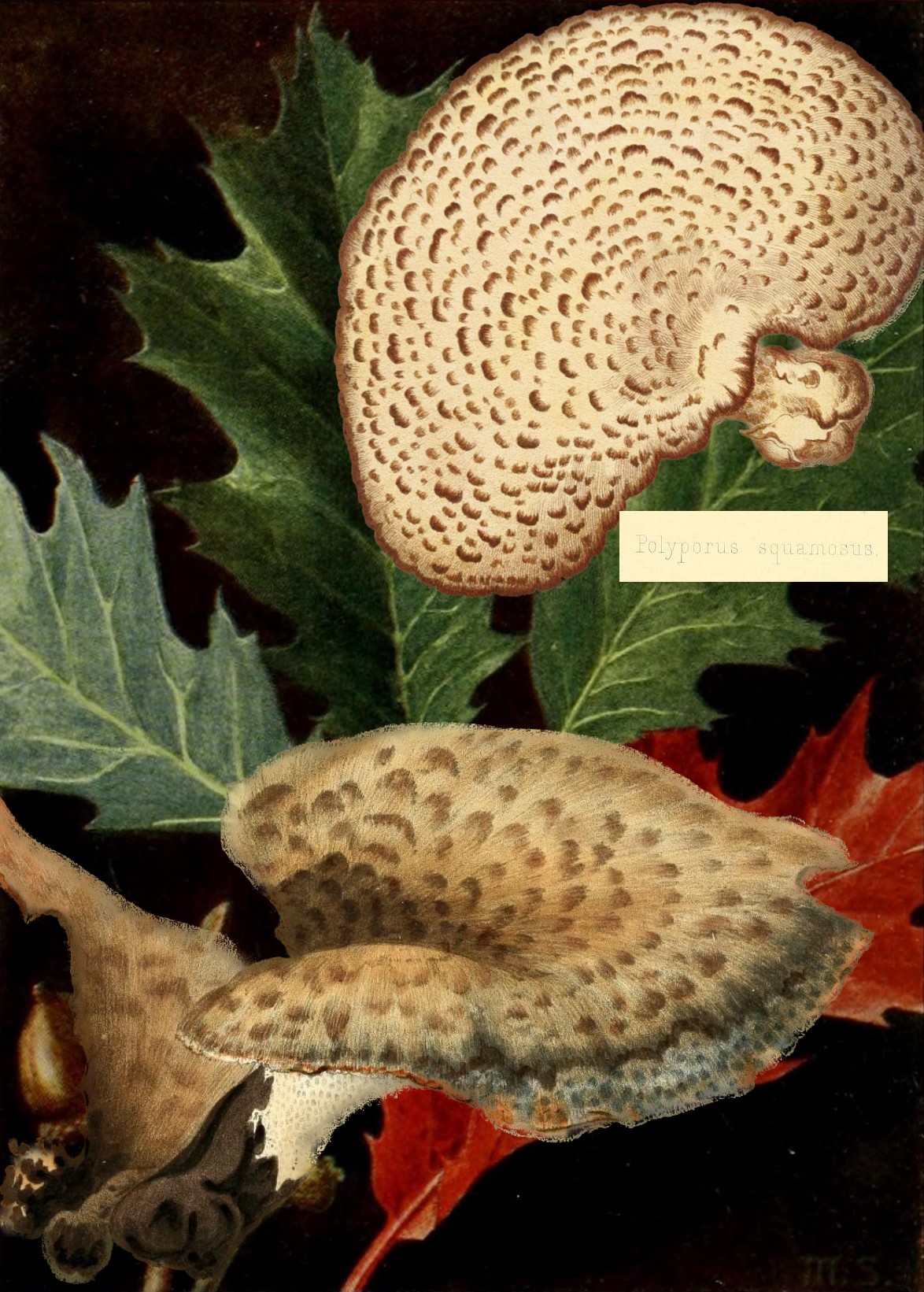 dryad's saddle mushroom collage