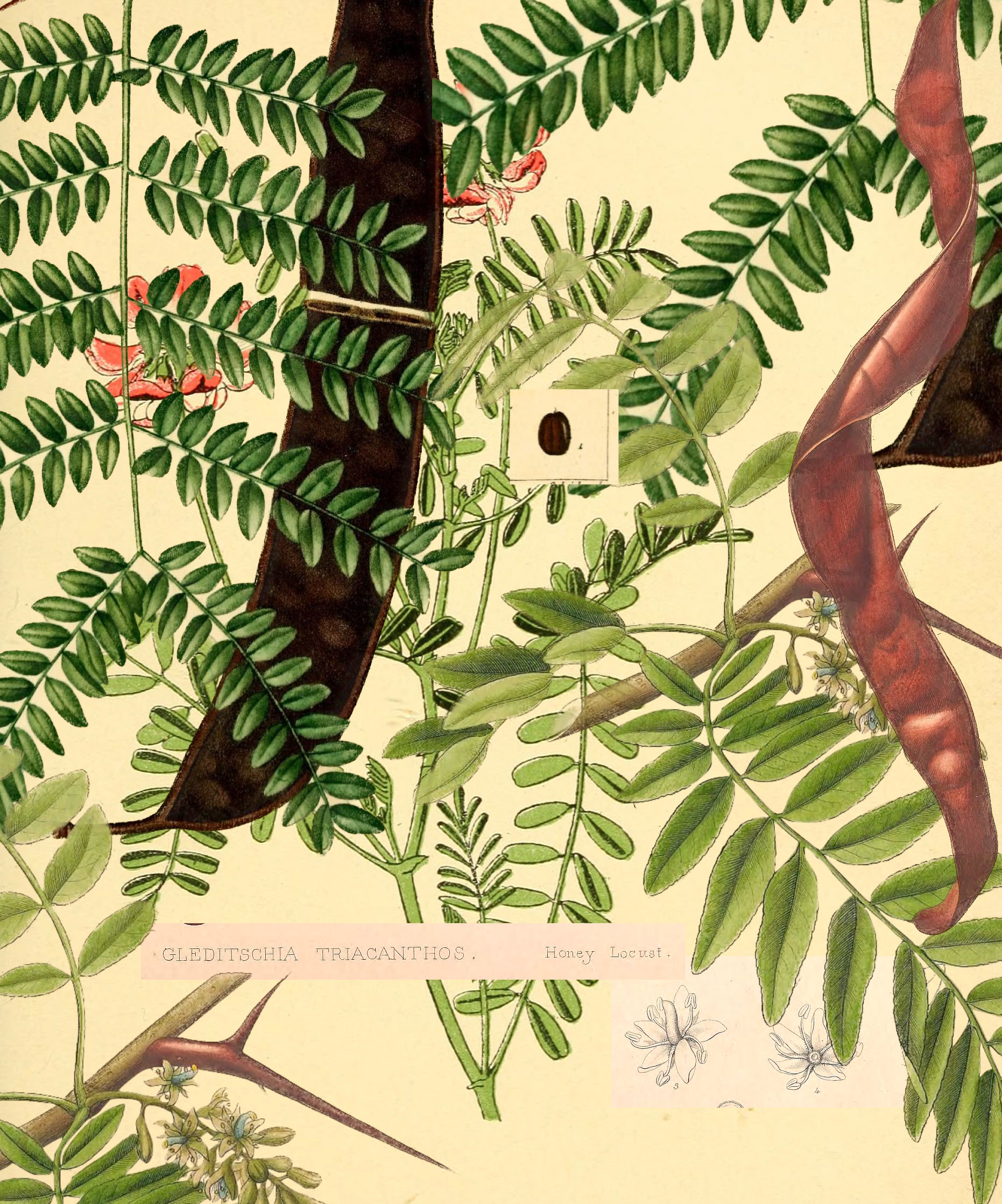 honey locust collage