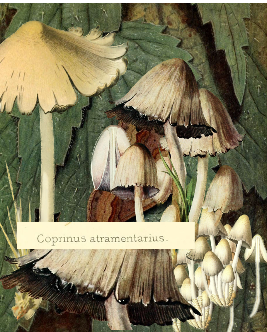 inky cap mushroom collage