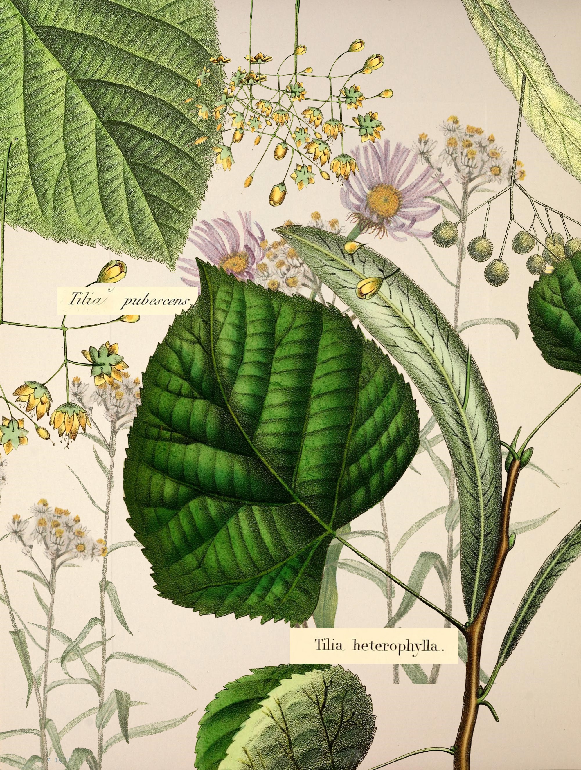 american linden collage