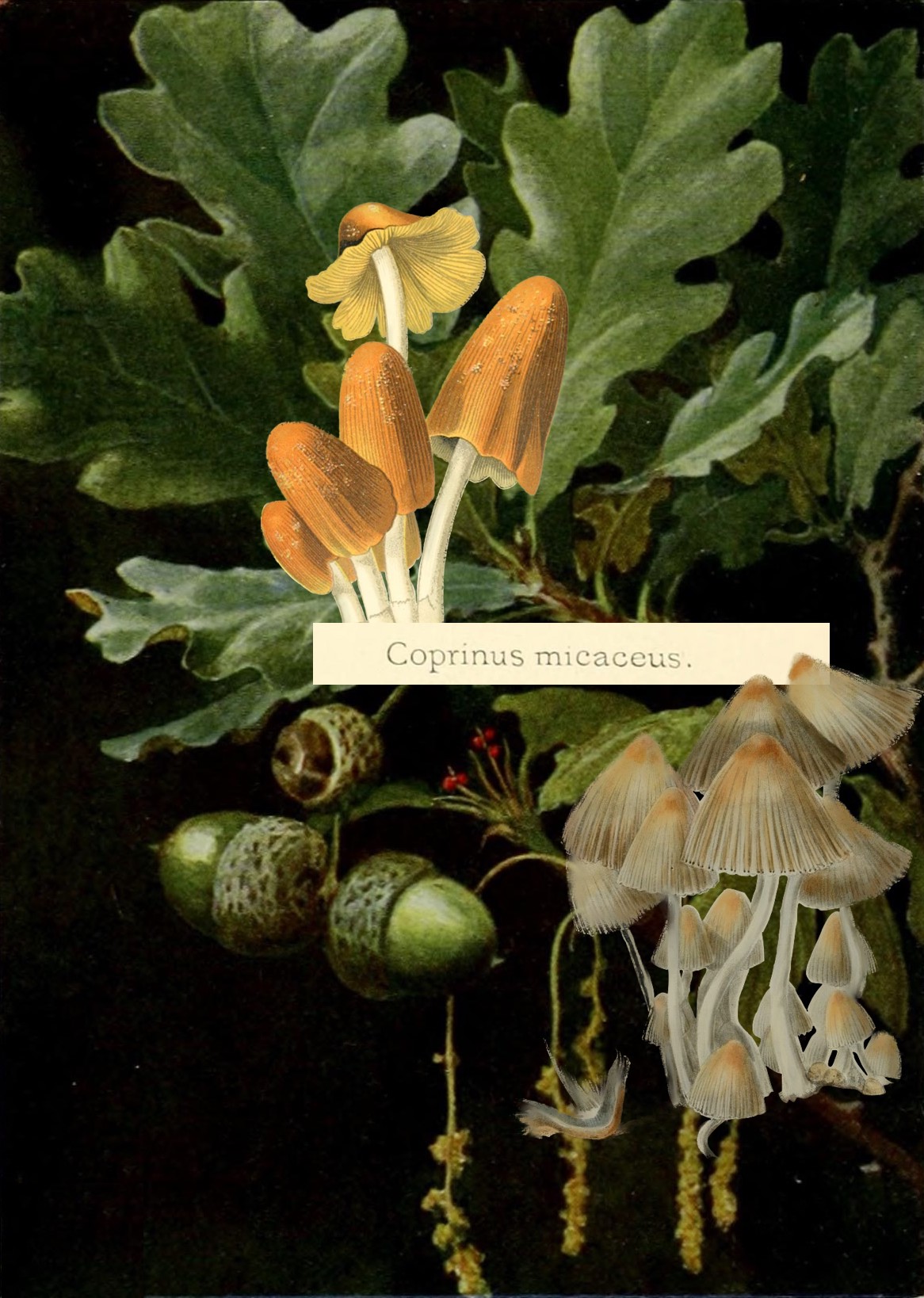 mica cap mushroom collage