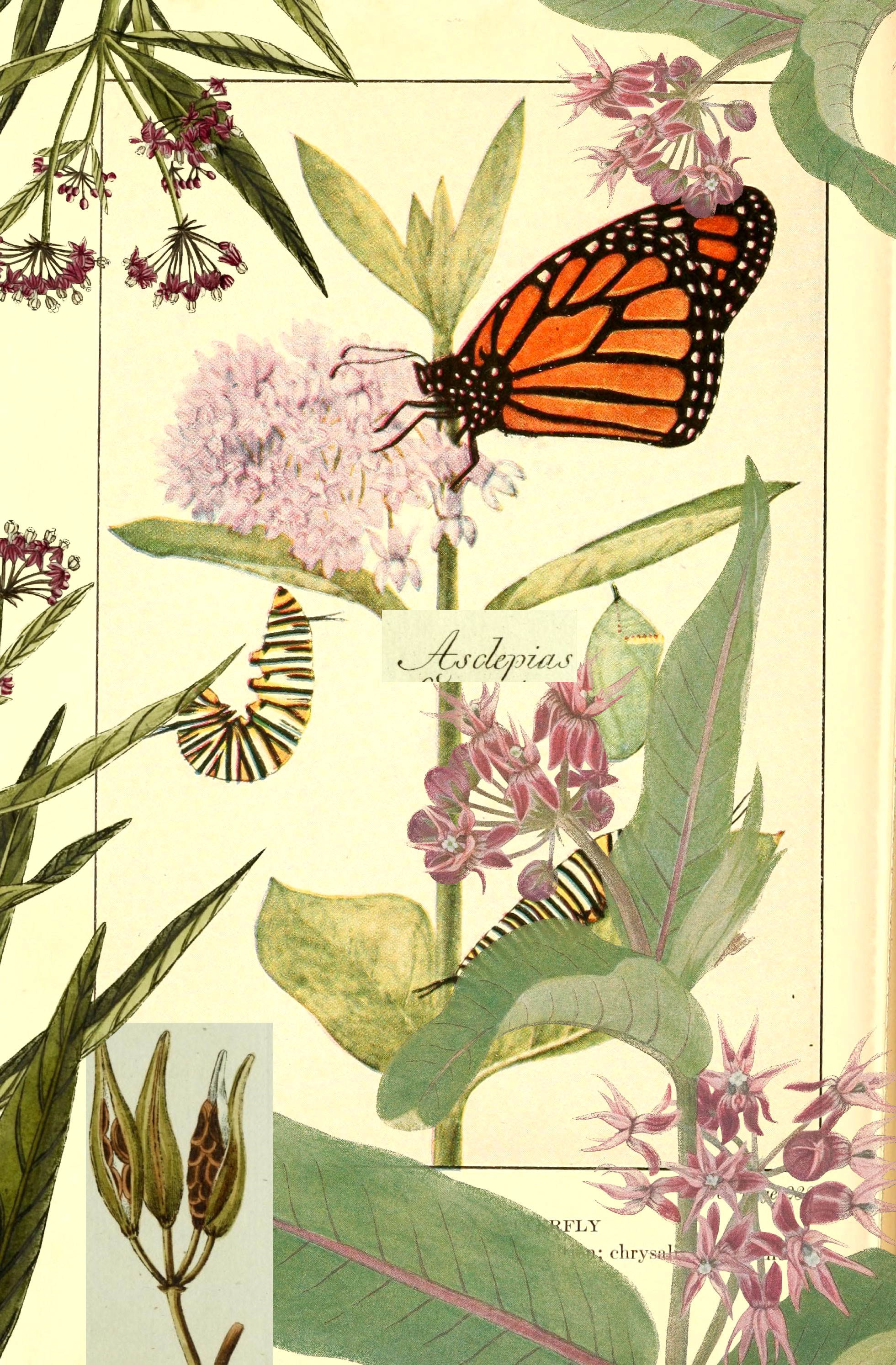 milkweed collage