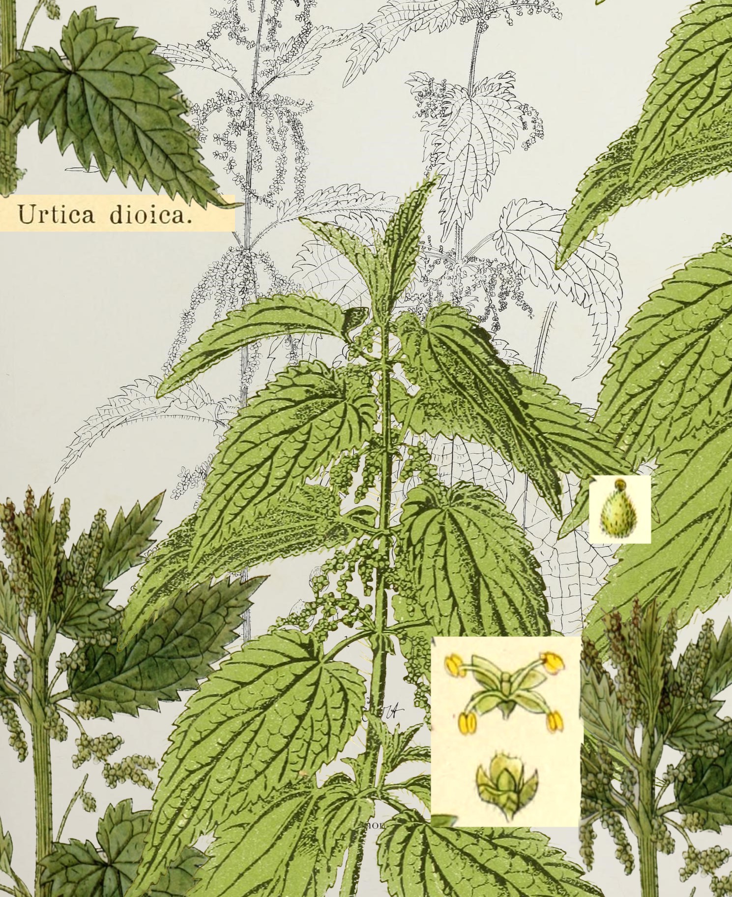 nettle collage