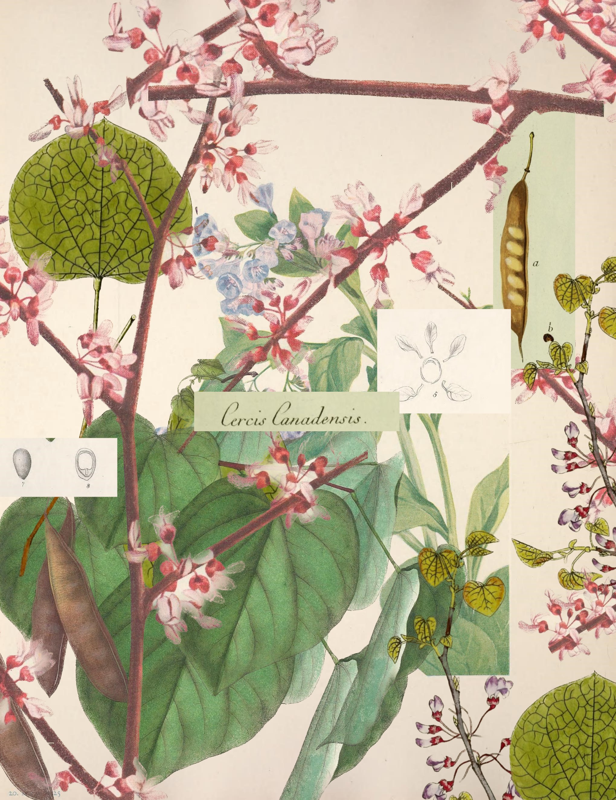 eastern redbud tree collage