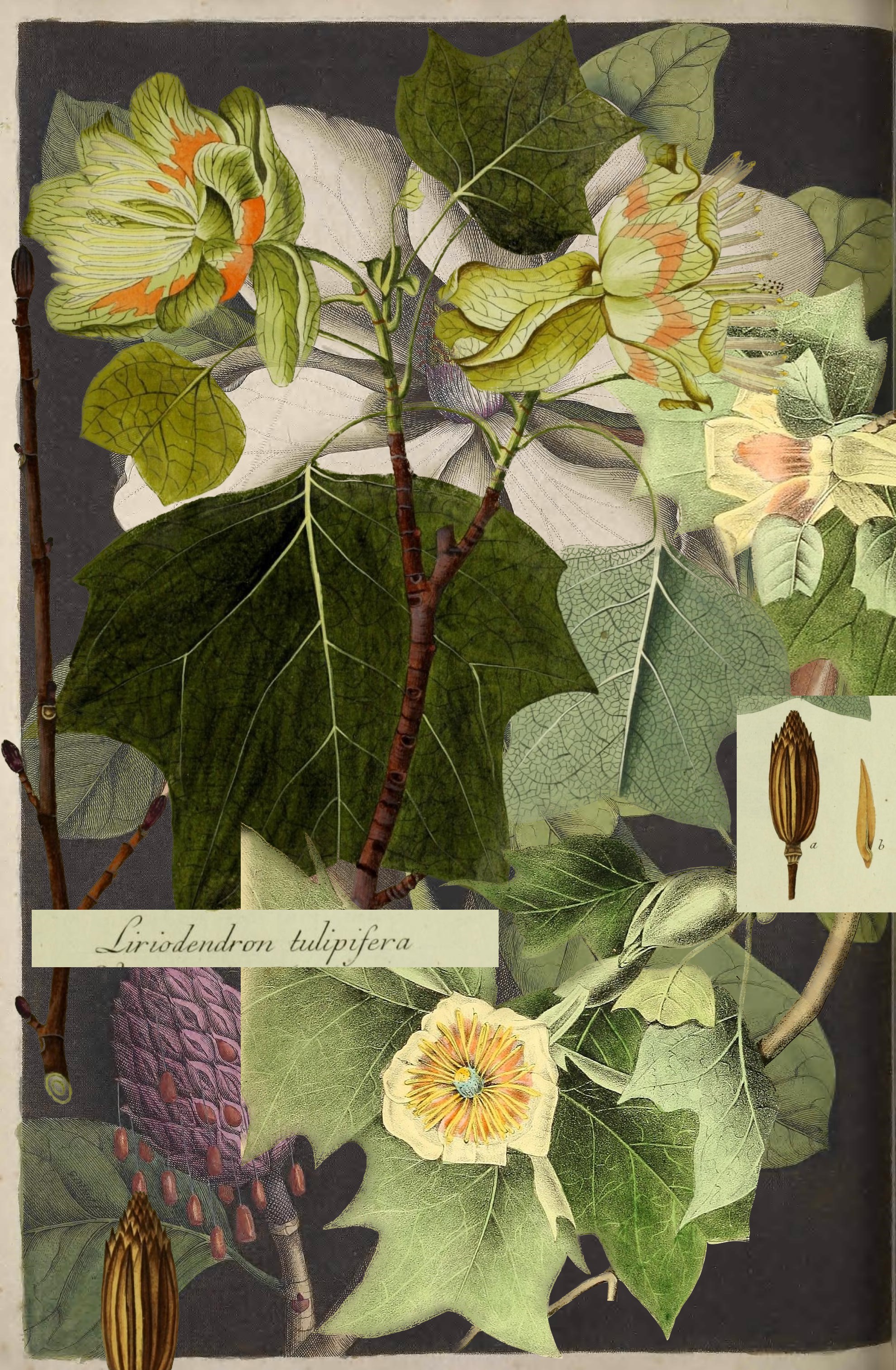 tulip tree collage