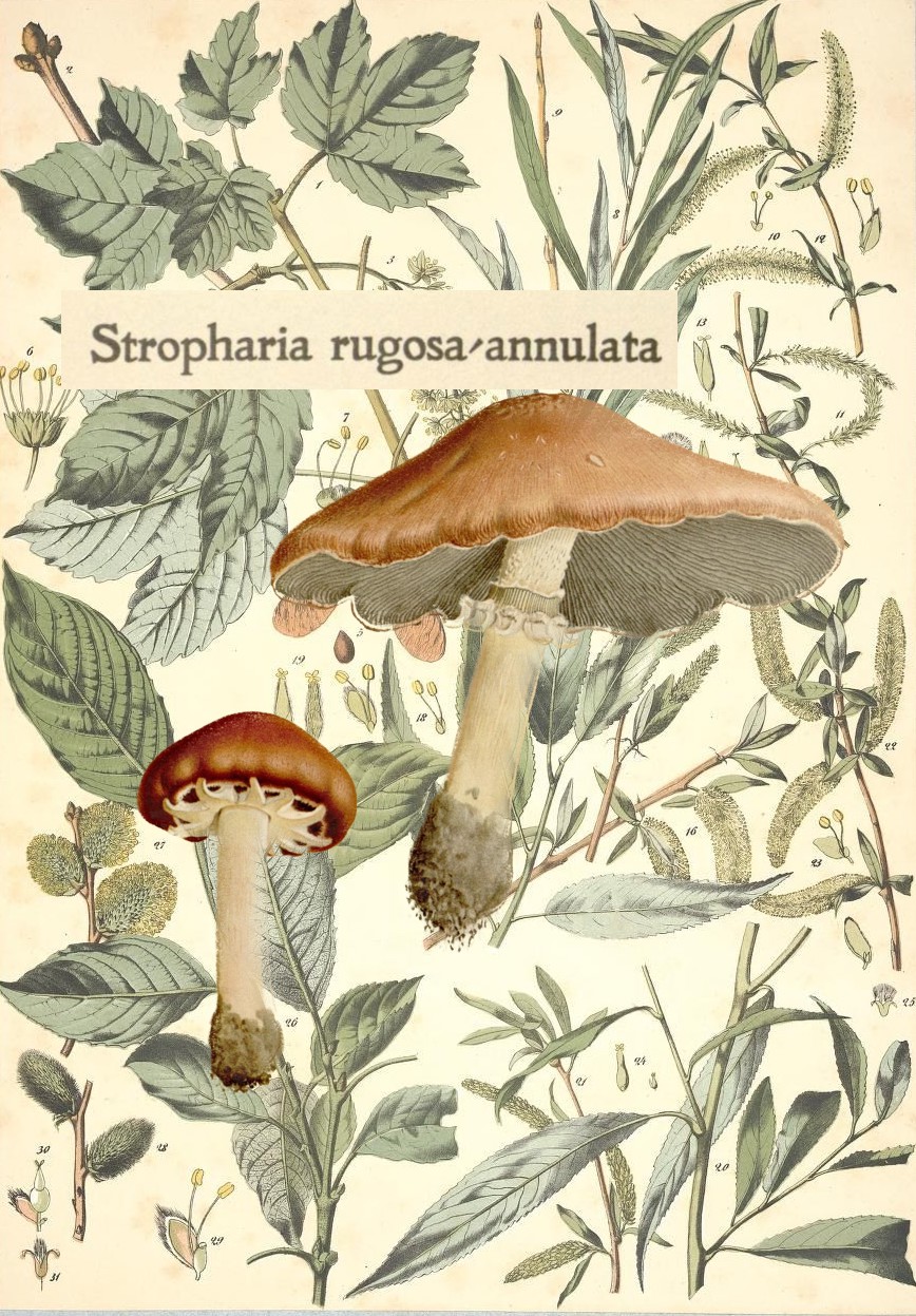 wine cap mushroom collage