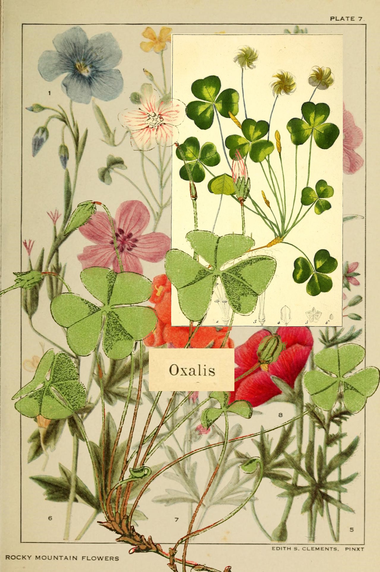 wood sorrel collage